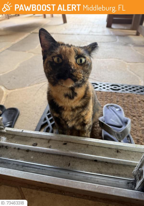 Found/Stray Female Cat last seen Hill Rd., Middleburg, FL 32068