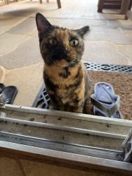 Found/Stray Female Cat last seen Hill Rd., Middleburg, FL 32068