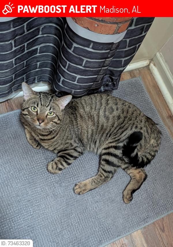 Lost Male Cat last seen near dublin park, Madison, AL 35758