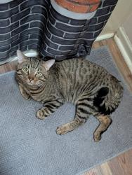 Lost Male Cat last seen near dublin park, Madison, AL 35758