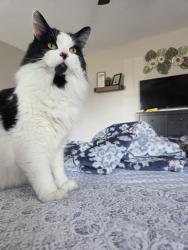 Lost Male Cat last seen Near tributary drive, Sevier County, TN 37876