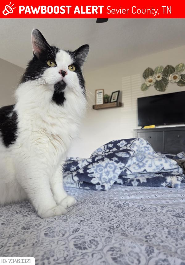 Lost Male Cat last seen Near tributary drive, Sevier County, TN 37876