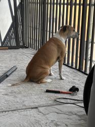 Lost Male Dog last seen North fort myers, North Fort Myers, FL 33903