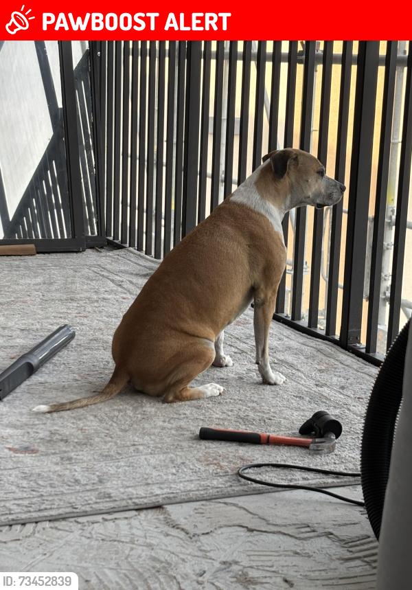 Lost Male Dog last seen North fort myers, North Fort Myers, FL 33903