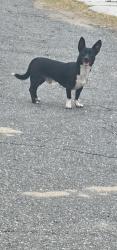 Reunited Male Dog last seen Bonita Road and Wawa, Holiday, FL 34690