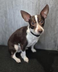 Shelter Stray Male Dog last seen Near BLOCK W HWY 90, 4710 TX-151, San Antonio, TX 78227, USA