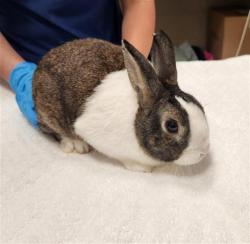 Shelter Stray Male Other last seen PILLITERI WAY / CROWN BENCH DR, 9150 Union Park Way, Elk Grove, CA 95624, USA