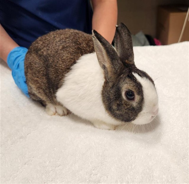 Shelter Stray Male Other last seen PILLITERI WAY / CROWN BENCH DR, 9150 Union Park Way, Elk Grove, CA 95624, USA