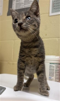 Shelter Stray Male Cat last seen HUDSON WAY & VERANO ST, 2127 Front St, Sacramento, CA 95818, USA