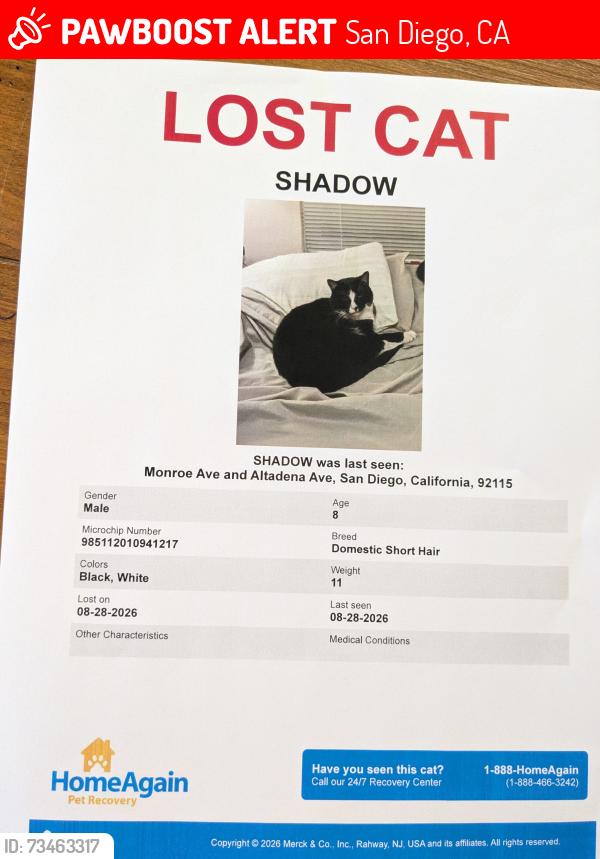 Lost Male Cat last seen Monroe and Altedena aves, San Diego, CA 92115