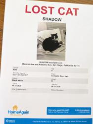 Lost Male Cat last seen Monroe and Altedena aves, San Diego, CA 92115