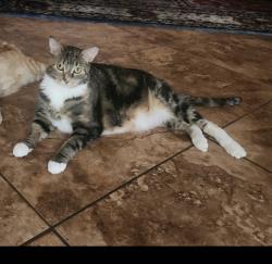 Lost Female Cat last seen Address: 23830 Jackson Ave, Murrieta, CA 92562 Cross streets: Jackson Ave & Nutmeg St. The City of Murrieta, Murrieta, CA 92562