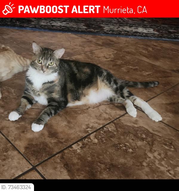 Lost Female Cat last seen Address: 23830 Jackson Ave, Murrieta, CA 92562 Cross streets: Jackson Ave & Nutmeg St. The City of Murrieta, Murrieta, CA 92562