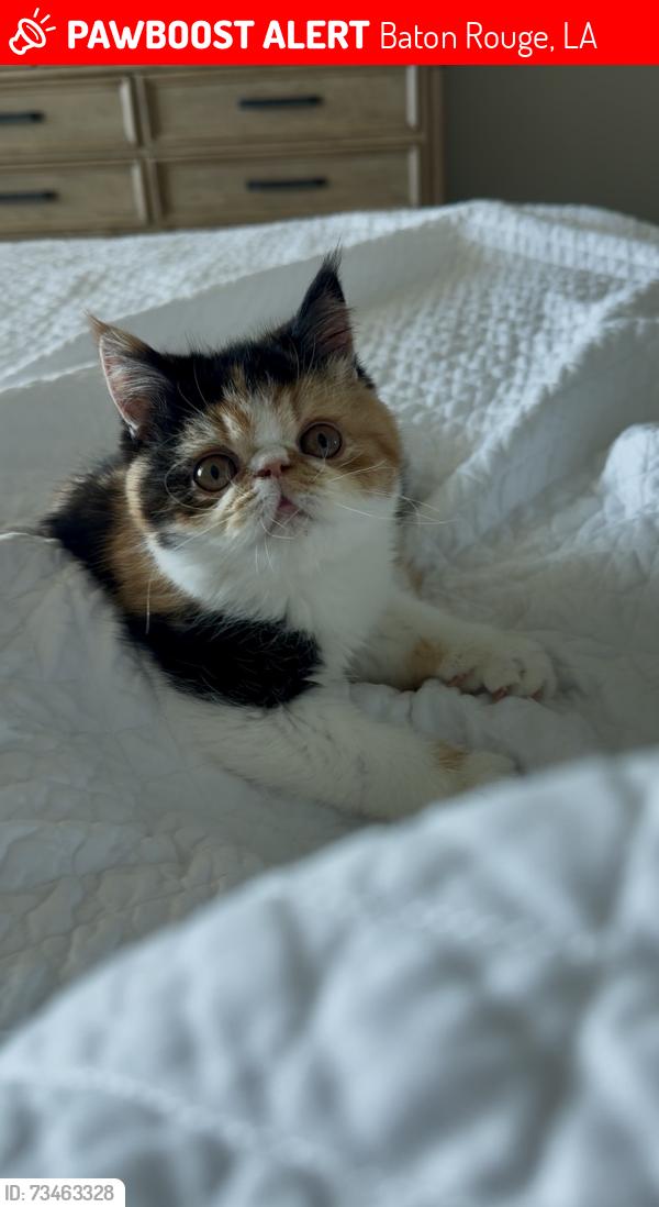 Lost Female Cat last seen Hillmont Ave. , Near Bluebonnet and Burbank, Baton Rouge, LA 70810
