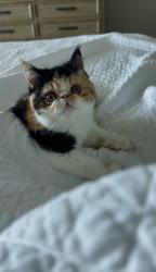 Lost Female Cat last seen Hillmont Ave. , Near Bluebonnet and Burbank, Baton Rouge, LA 70810