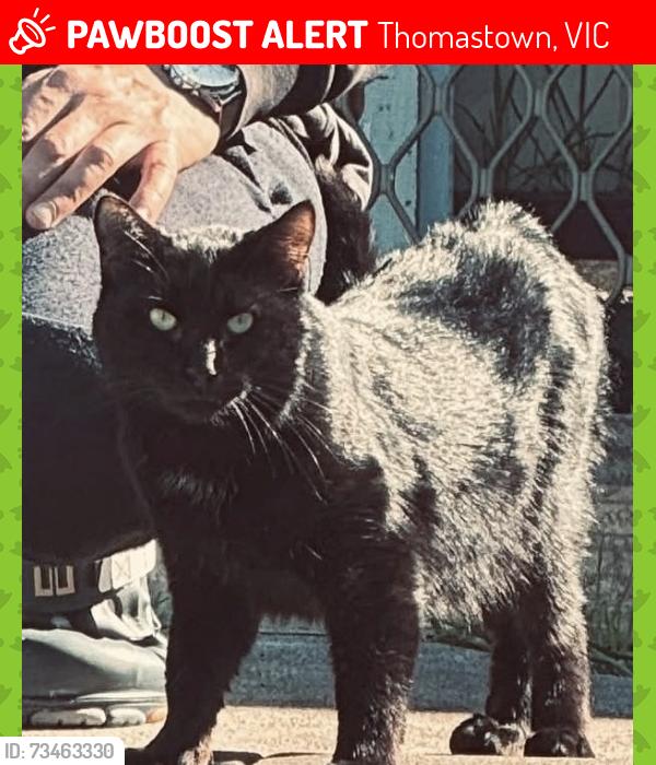 Lost Unknown Cat last seen thomastown train station, Thomastown, VIC 3074