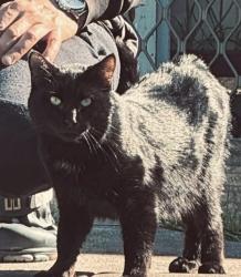 Lost Unknown Cat last seen thomastown train station, Thomastown, VIC 3074