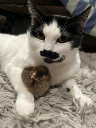 Lost Female Cat last seen chimney flts LN 1140, Chula Vista, CA 91915