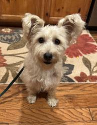 Found/Stray Female Dog last seen Singleton and Calimesa blvd, Calimesa, CA 92320