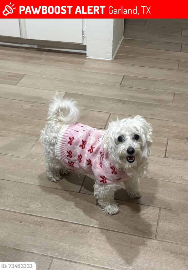 Lost Female Dog last seen Bowie Street, LarchField Dr, Garland, TX 75042