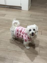 Lost Female Dog last seen Bowie Street, LarchField Dr, Garland, TX 75042