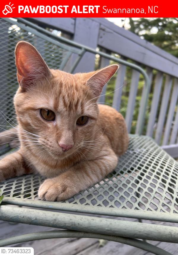 Lost Male Cat last seen Warren Wilson Rd Rainbow Ridge Rd swannanoa., Swannanoa, NC 28778