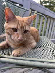 Lost Male Cat last seen Warren Wilson Rd Rainbow Ridge Rd swannanoa., Swannanoa, NC 28778