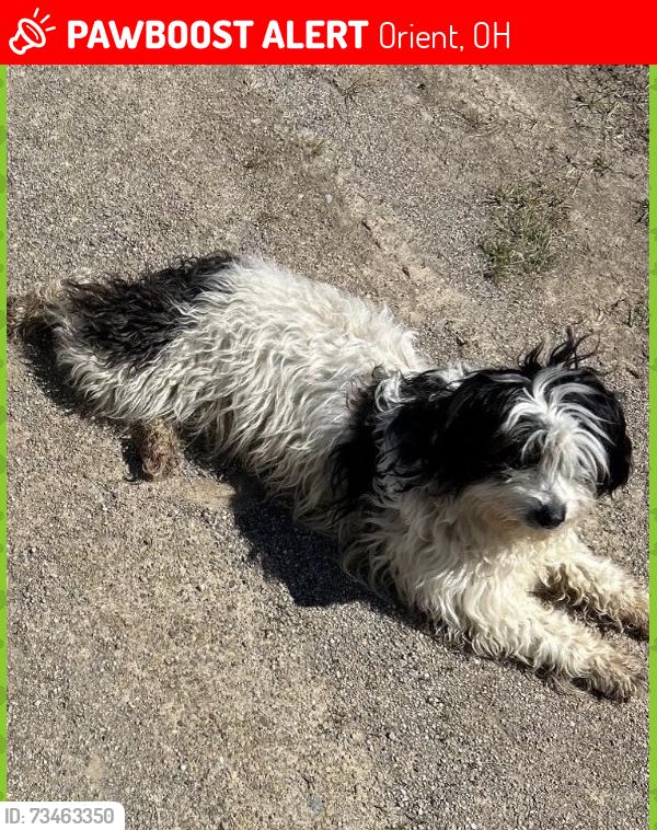 Lost Female Dog last seen Darby Creek Road, Orient, OH 43146