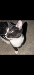Found/Stray Unknown Cat last seen Oneida and Clement, Joliet, IL 60435