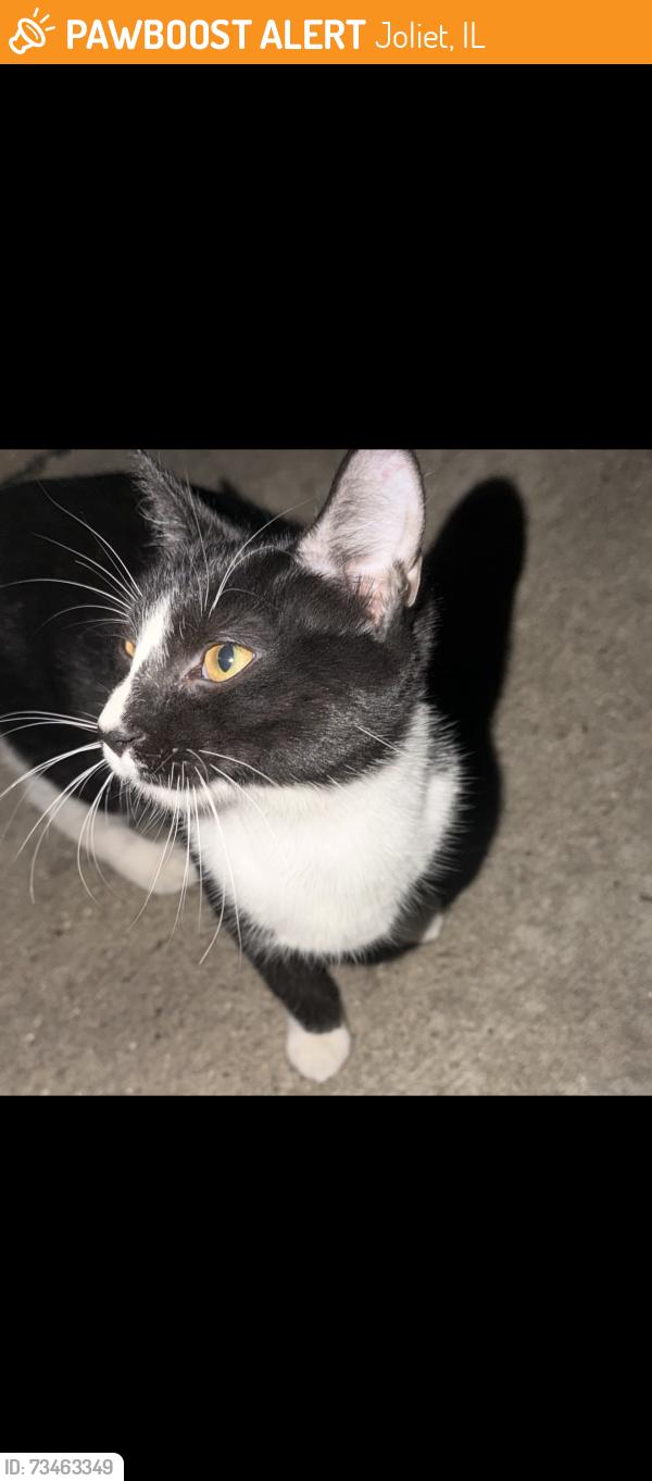 Found/Stray Unknown Cat last seen Oneida and Clement, Joliet, IL 60435