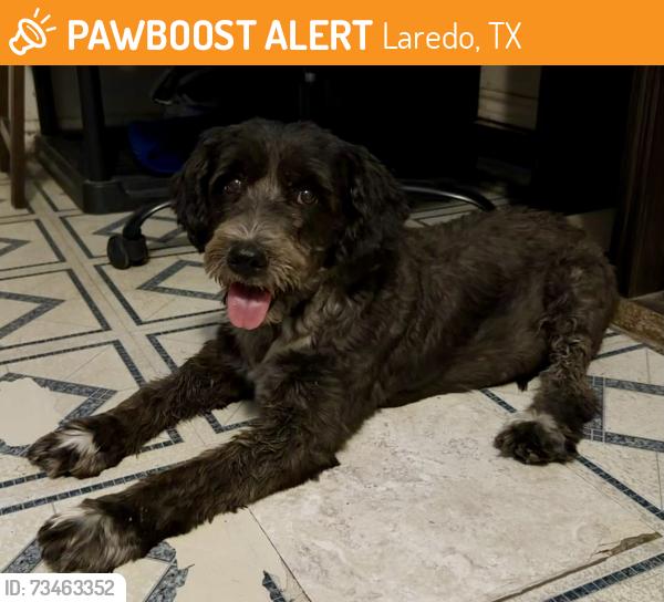 Found/Stray Female Dog last seen Cornell & Shiloh by Elias Herrera Middle School, Laredo, TX 78045