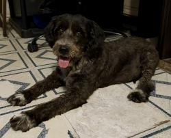 Found/Stray Female Dog last seen Cornell & Shiloh by Elias Herrera Middle School, Laredo, TX 78045