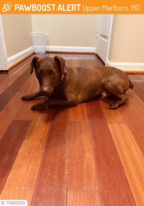 Found/Stray Male Dog last seen Woodyard Road & Old Marlboro Pike, Upper Marlboro, MD 20772