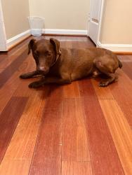Found/Stray Male Dog last seen Woodyard Road & Old Marlboro Pike, Upper Marlboro, MD 20772