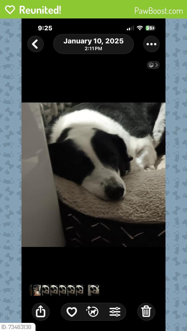 Reunited Female Dog last seen Russell road and Buford Drive, Lawrenceville, GA 30043