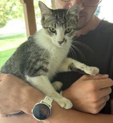 Lost Male Cat last seen Lemay and Carpenter, Fort Collins, CO 80525