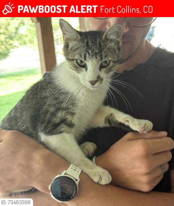 Lost Male Cat last seen Lemay and Carpenter, Fort Collins, CO 80525