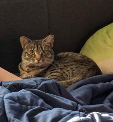 Reunited Female Cat last seen Judson Court, Claremont, CA 91711