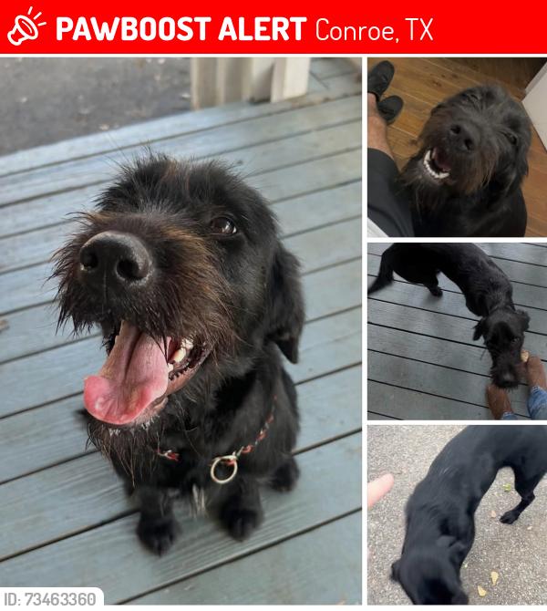 Lost Female Dog last seen Sharyn road, Conroe, TX 77384