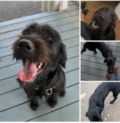 Lost Female Dog last seen Sharyn road, Conroe, TX 77384