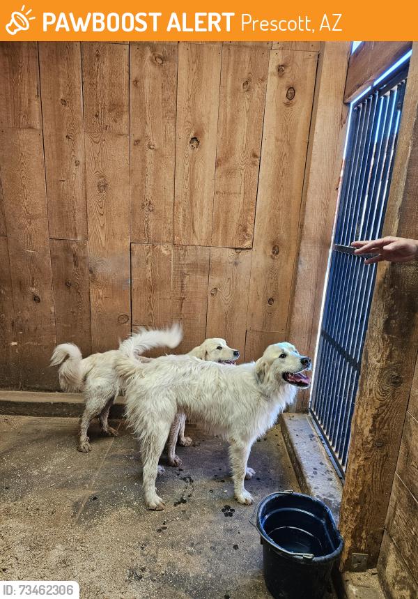 Found/Stray Male Dog last seen Fair Oaks Rd & D Lazy S Farm Rd, Prescott, AZ 86301