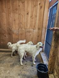 Found/Stray Male Dog last seen Fair Oaks Rd & D Lazy S Farm Rd, Prescott, AZ 86301