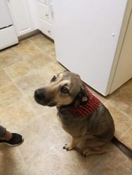 Reunited Male Dog last seen Near Broadway Ln, Lemon Grove, CA 91945, USA, Lemon Grove, CA 91945