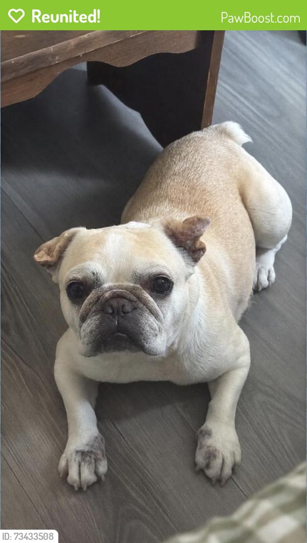 Reunited Female Dog last seen W Seventh, Pecan St, Freeport, TX 77541