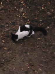 Found/Stray Unknown Cat last seen Carl and Idaho, Lauderdale, MN 55108