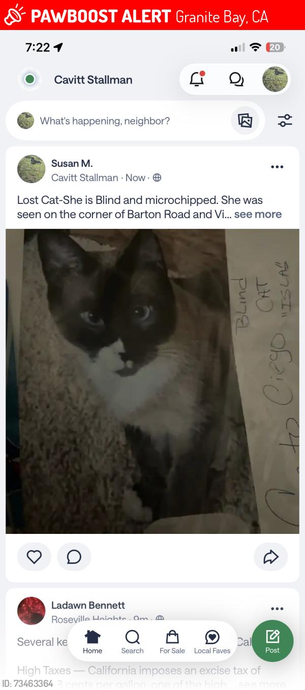 Lost Female Cat last seen Cia De La Rosa, Granite Bay, CA 95746