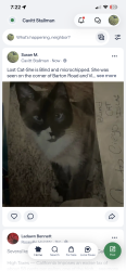 Lost Female Cat last seen Cia De La Rosa, Granite Bay, CA 95746