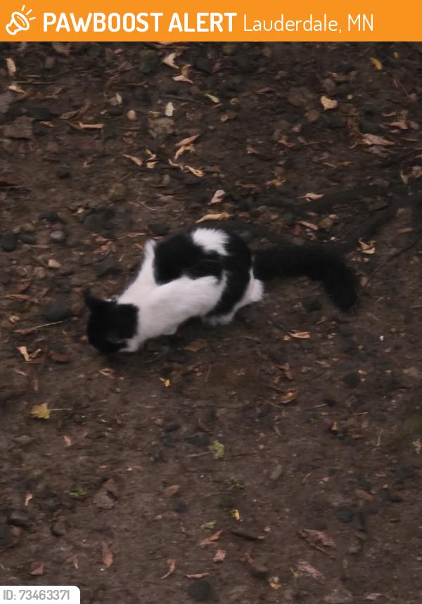 Found/Stray Unknown Cat last seen Carl and Idaho, Lauderdale, MN 55108