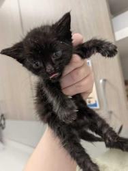Shelter Stray Female Cat last seen Near NW 70th Ct, 64118, MO, 7077 Elmwood Ave, Kansas City, MO 64132, USA