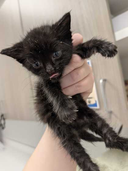 Shelter Stray Female Cat last seen Near NW 70th Ct, 64118, MO, 7077 Elmwood Ave, Kansas City, MO 64132, USA